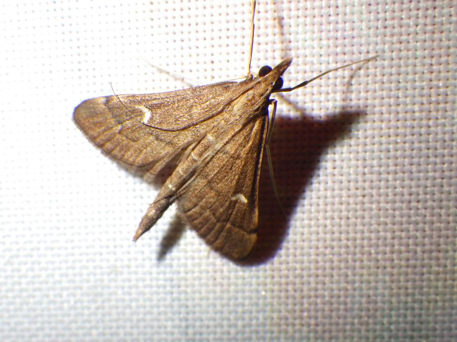 Dolicharthria punctalis