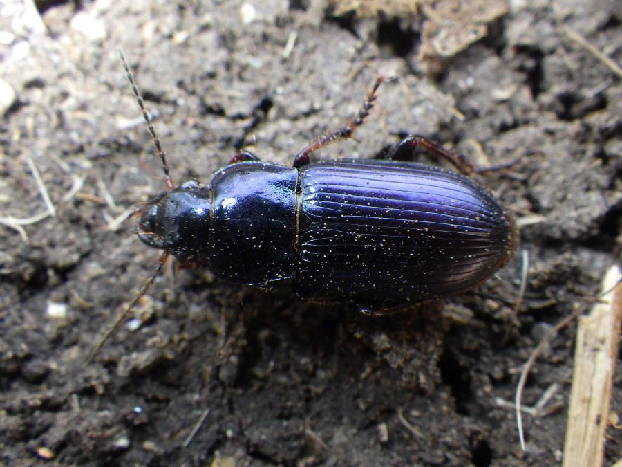 Harpalus-Gattung