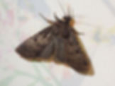 Chersotis rectangula
