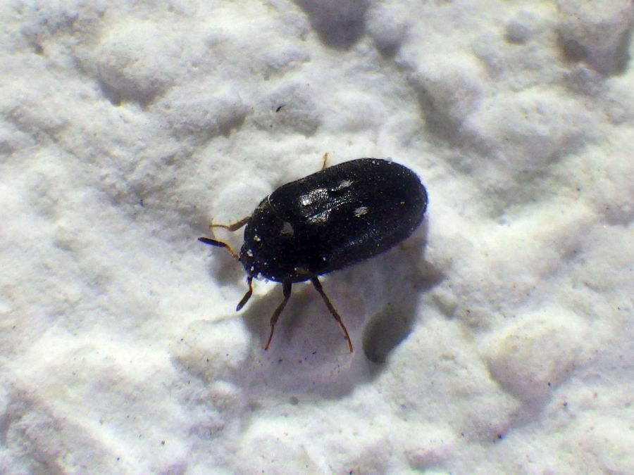 Attagenus pellio
