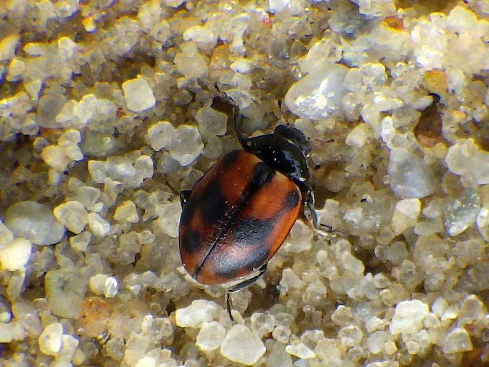 Cocinella cf. hieroglyphica