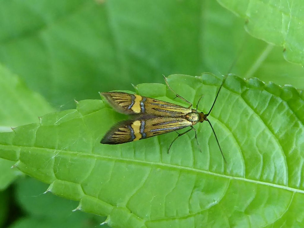 Nemophora-Art