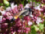 Podalonia sp.