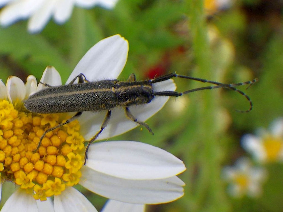 Agapanthia cardui
