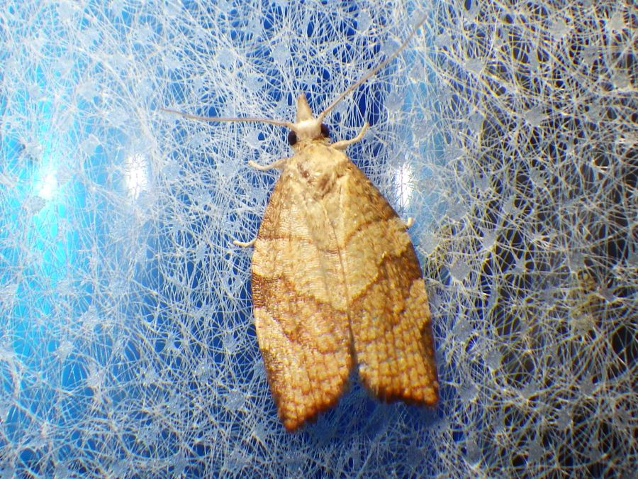 Pandemis corylana