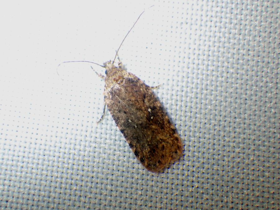 Agonopterix heracliana-ciliella