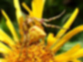Blumenkrabbenspinne