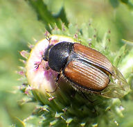 Omaloplia ruricola