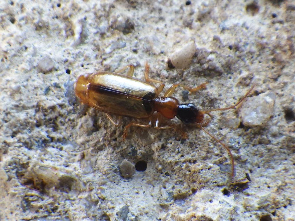 Demetrias cf. atricapillus