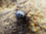 Enoplognatha sp.-St-1