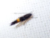 Cosmopterix-Art