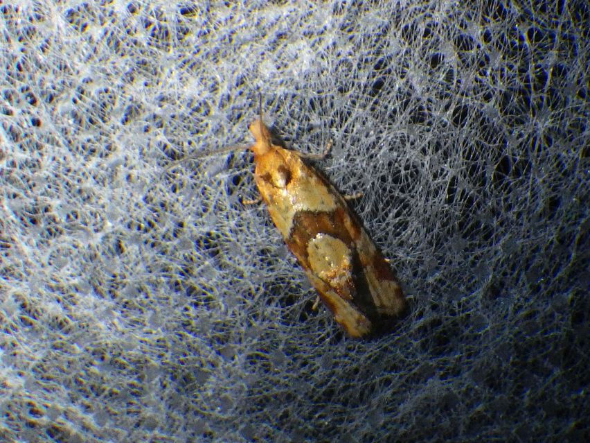 Aethes hartmanniana