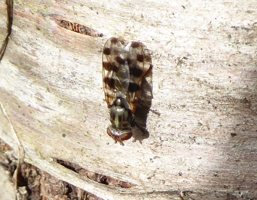 Ulididae-Familie