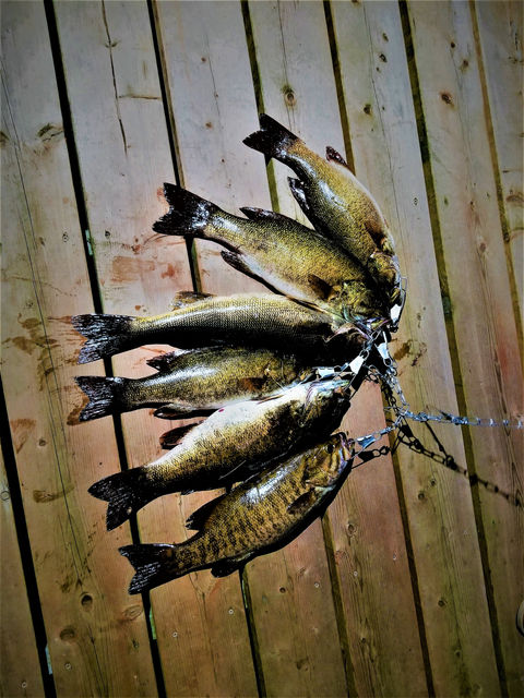 Six Fish.jpg