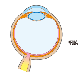 網膜とは眼の内側にある膜の事です。