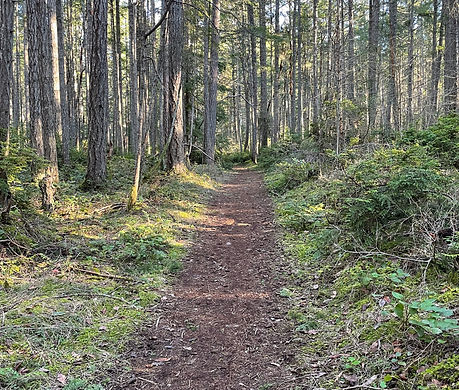 Forest path photo.jpg