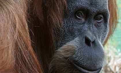 Orangutan Close-Up