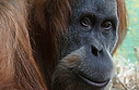 Affe Portrait