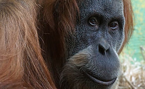 Monkey Portrait