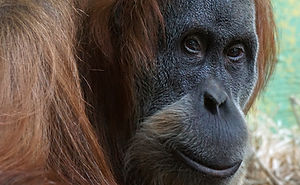 Monkey Portrait