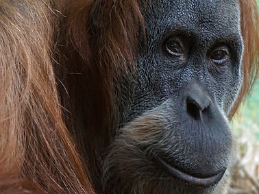 Monkey Portrait