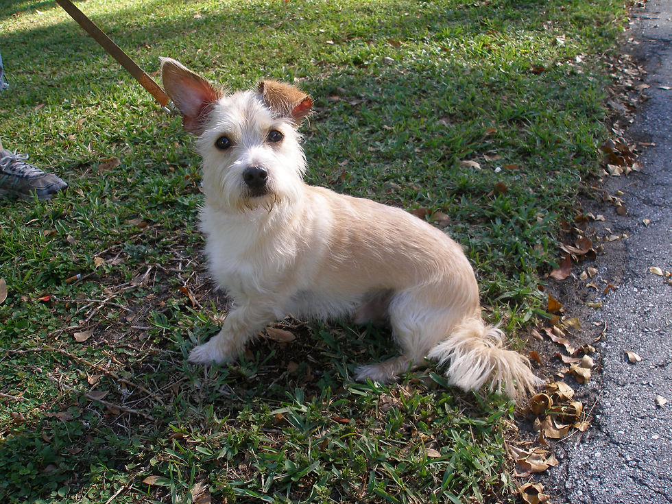 Hey! I'm Lucas! Schnauzer-Poodle