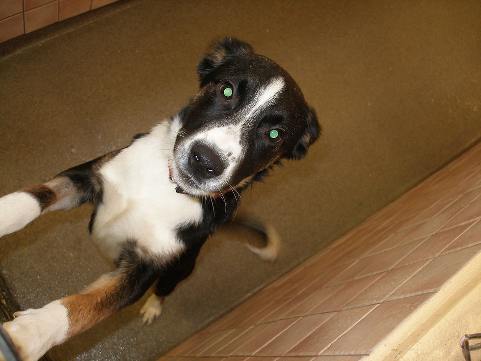 Hi! I'm Peter. Border-Collie Puppy