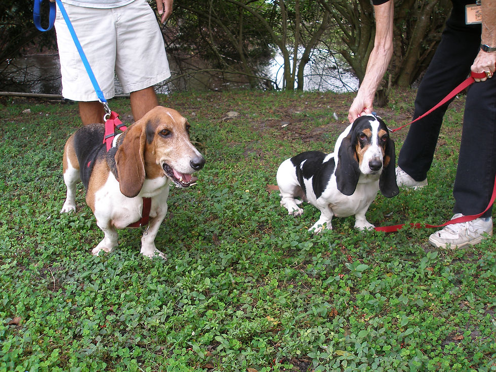 HI! We are Samson and Wilma! Bassets