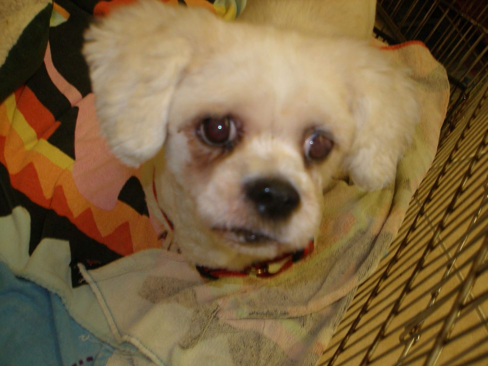 Hi, I'm Bradley! Lhasa