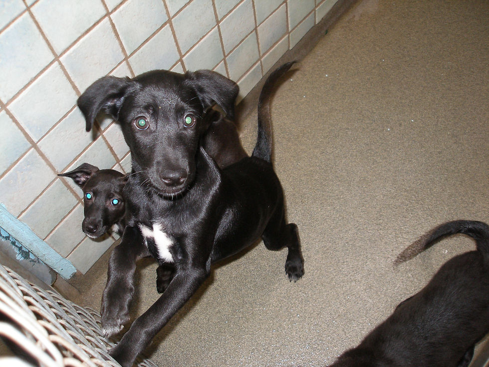 T Litter Lab-Mix Puppies