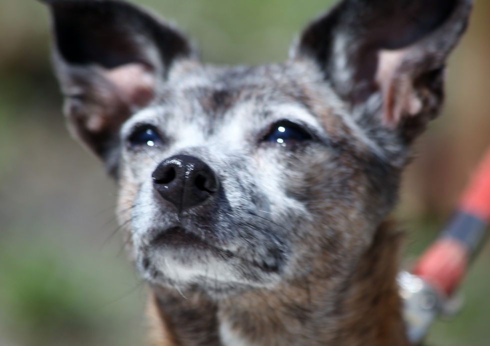 WOOF! I'm Penelope!