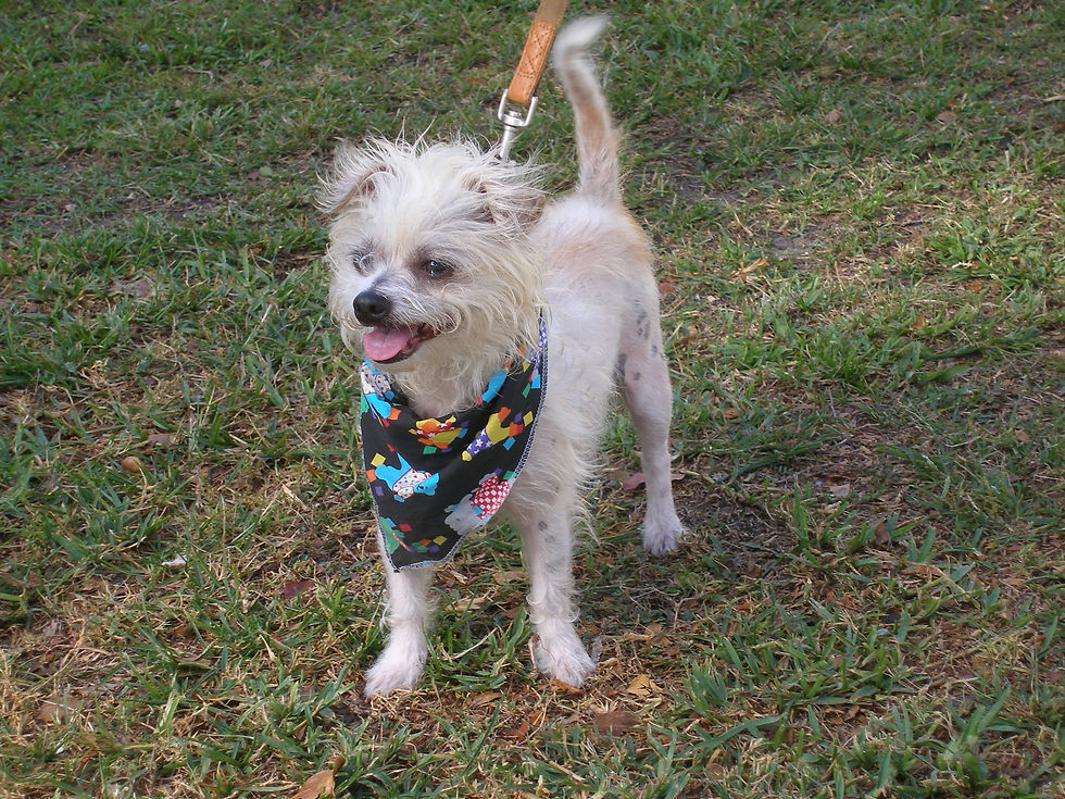 Hi, I'm King Carine-Terrier