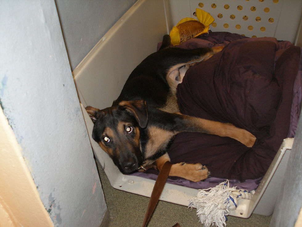 Ranger Shep-Puppy