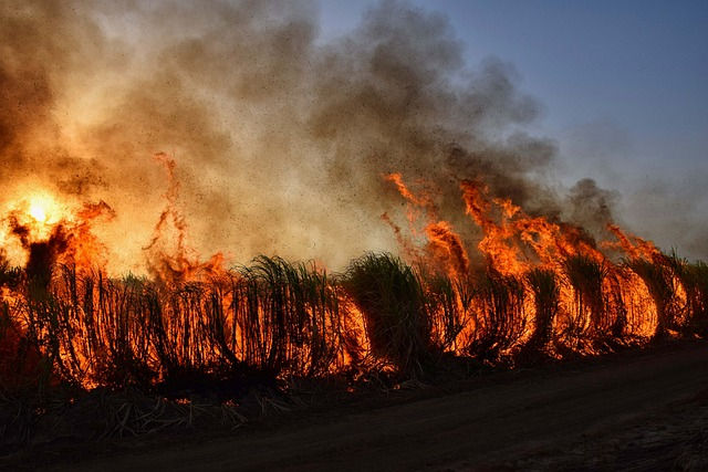 What are the most wildfires started by