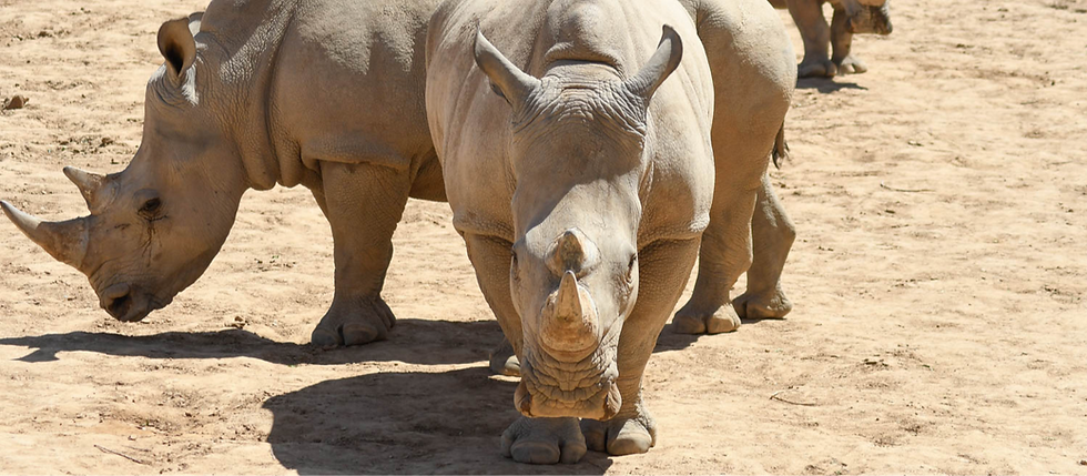 Rhino crash-1 (2).jpg
