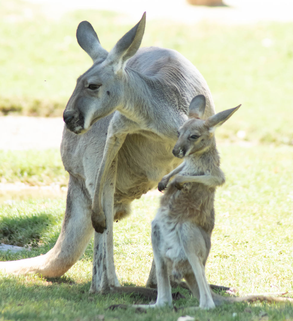 kangaroo and joey-1_edited.jpg
