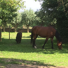 prikkelverwerking, hooggevoeligheid, Energy4Life coaching, infoceuticals, miHealth therapie, holistische begeleiding, stress en overprikkeling bij dieren Waregem