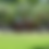 Thumbnail: Zoysia - Zoysia Japonica