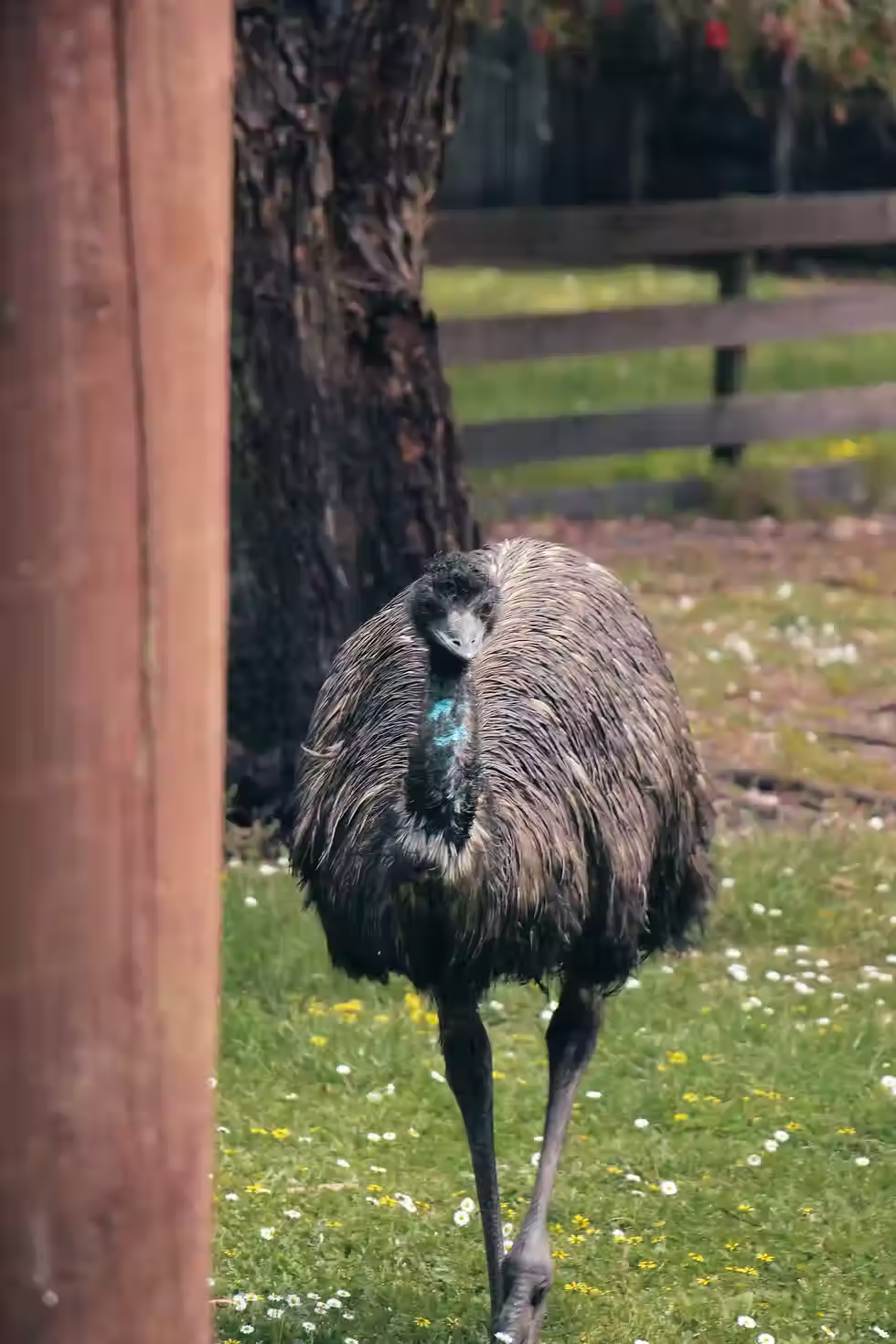 Emus in Canada?