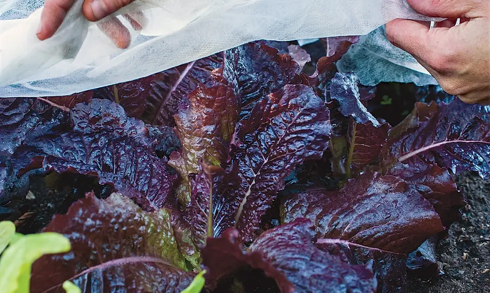 How to Extend the Vegetable Growing Season