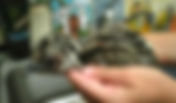 My Experience Raising Emus