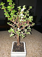 IMG_3888.jpg