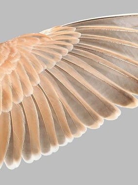 Low-Res_Eremophila bilopha.jpg