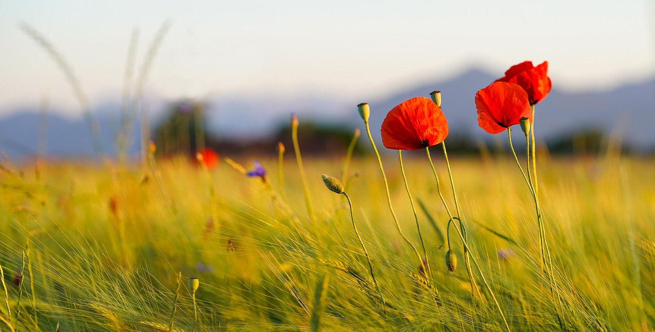 Clarté du Coquelicot