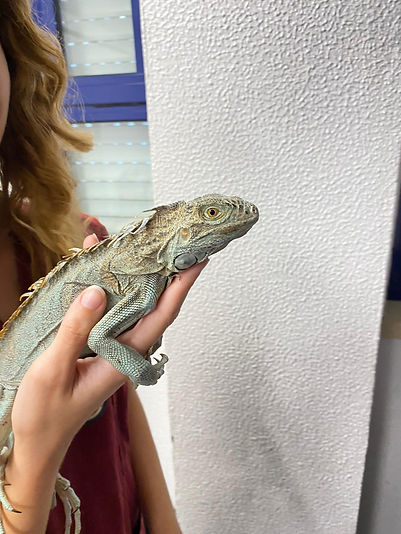 Iguana.jpg