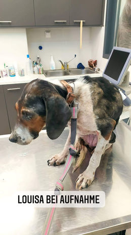 Louisa-Pate-gesucht-Tierschutzhunde-Einzigartig