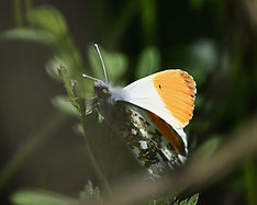 Orange Tip