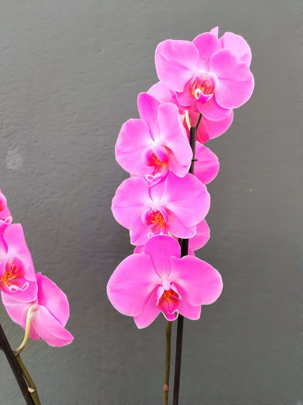 Miniatura: Orquídea Fiusha 