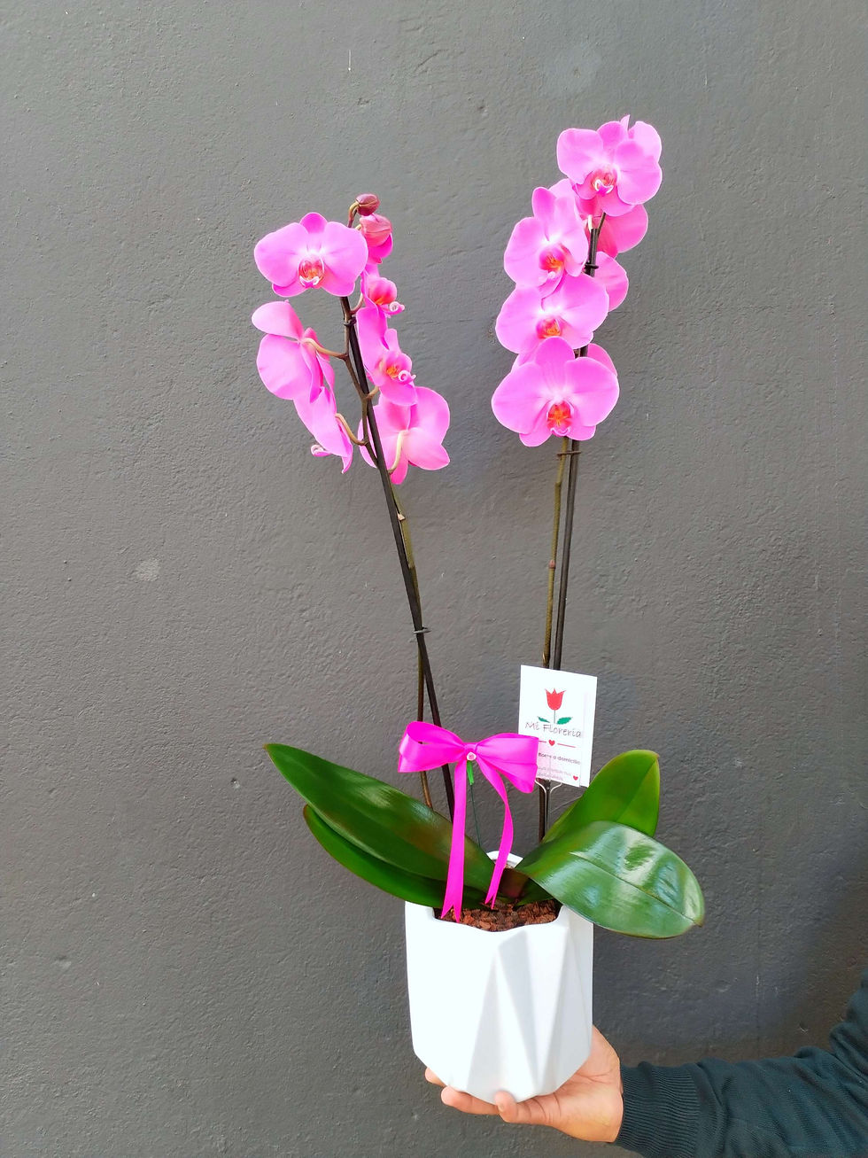 Miniatura: Orquídea Fiusha 