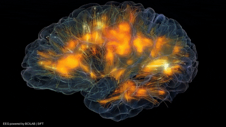 ExaltedImperturbableIbisbill-size_restri